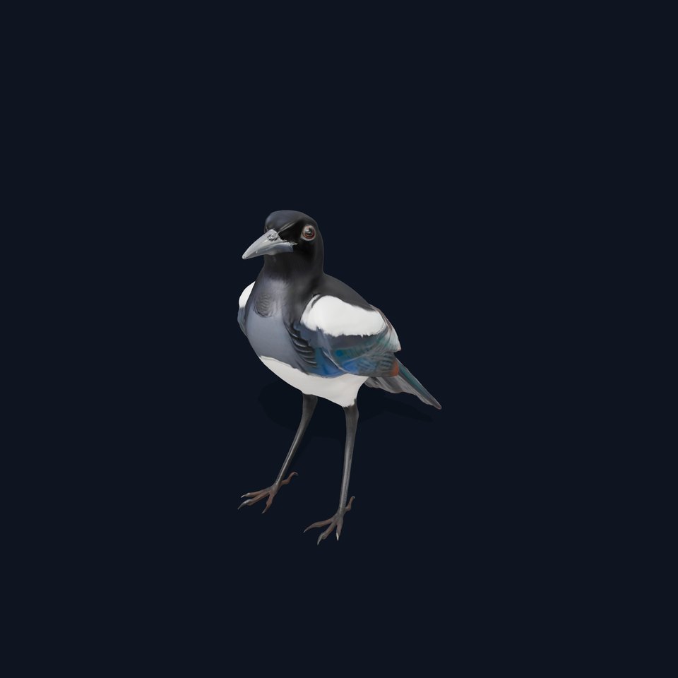 Elegant Magpie Bird model pack